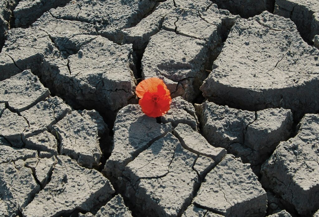 Red poppy growing through cracked dry earth, symbolising resilience